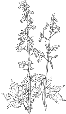 Delphinium Elongatum Or Tall Larkspur Coloring Page